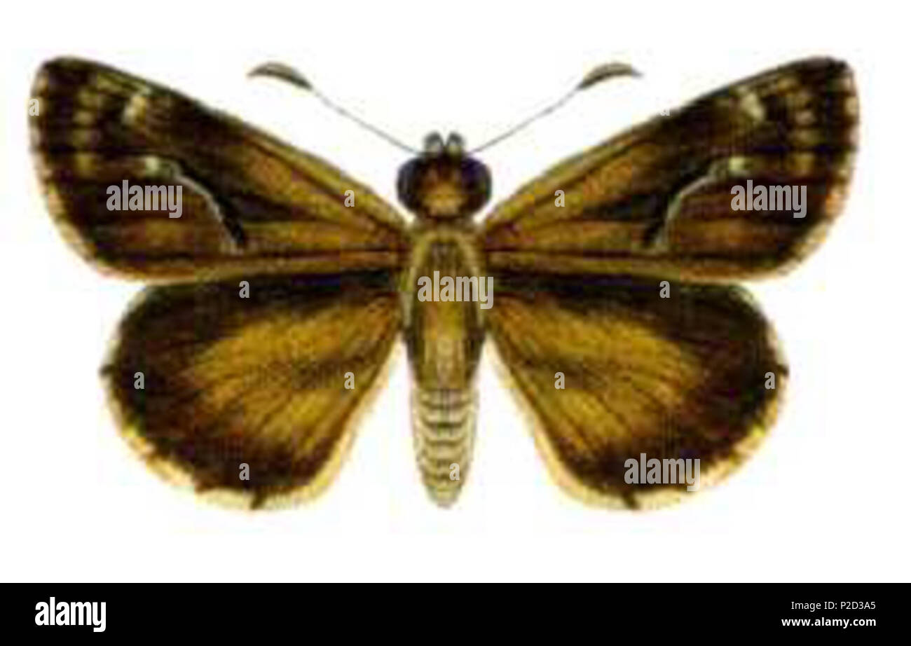 . Anisynta dominula Phylum ARTHROPODA Classe esapodo ordine Lepidoptera famiglia Hesperiidae . prima del 11 novembre, 2004. 4 sconosciuto Anisynta dominula (ento-csiro-au) Foto Stock