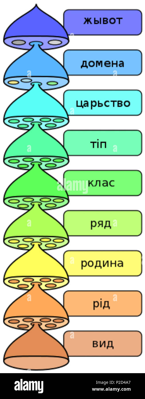 7 classificazione biologica L Pengo rue Foto Stock