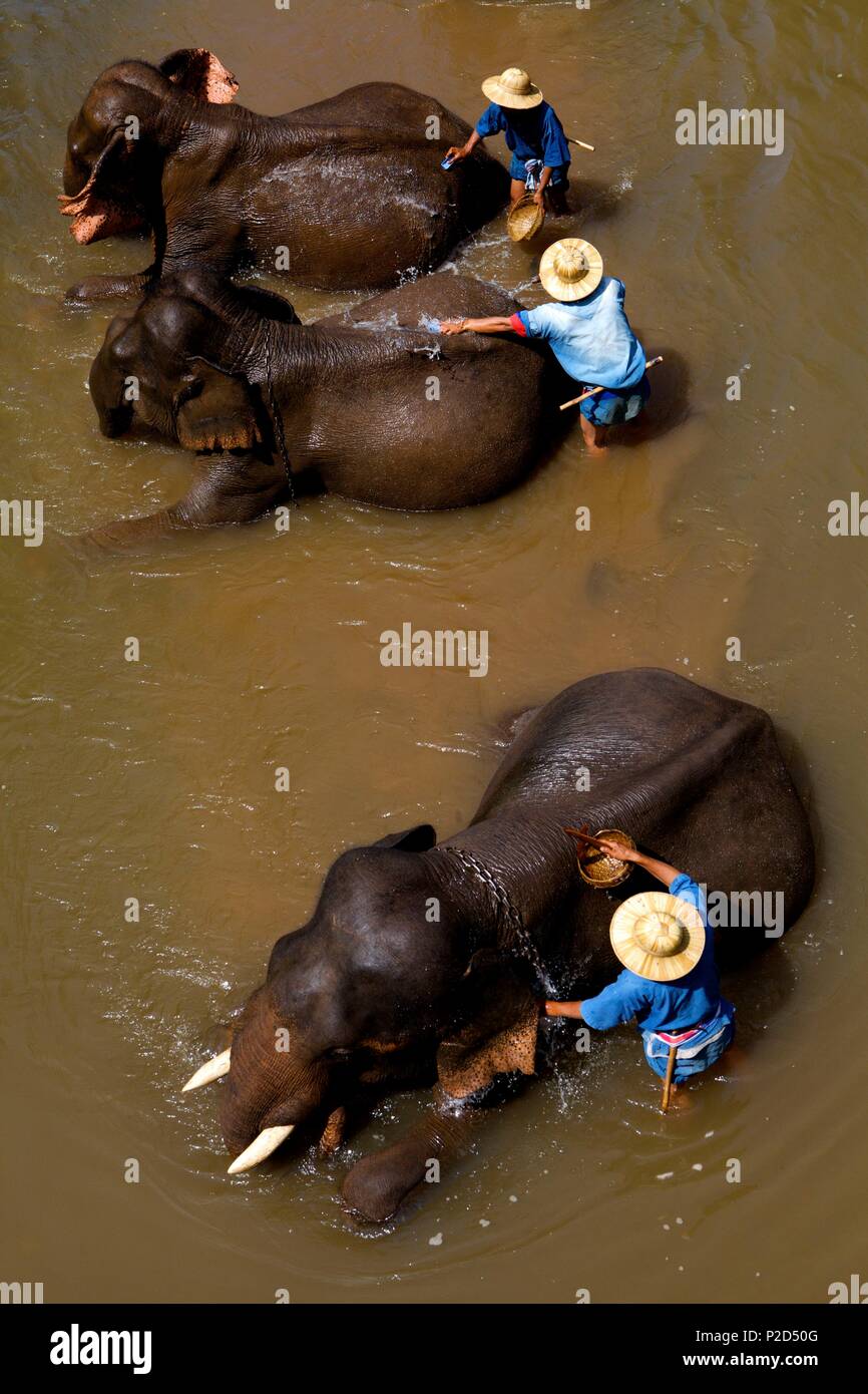 Thailandia Thailandia del Nord, lavaggio di elefante Foto Stock
