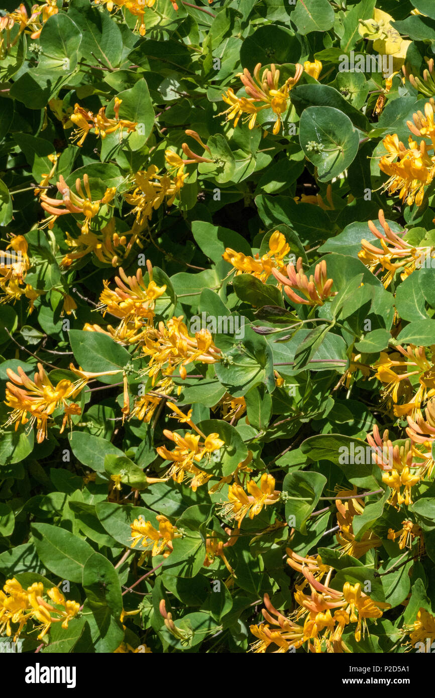 Caprifoglio bush con la notte e profumata di fiori di colore giallo Foto Stock