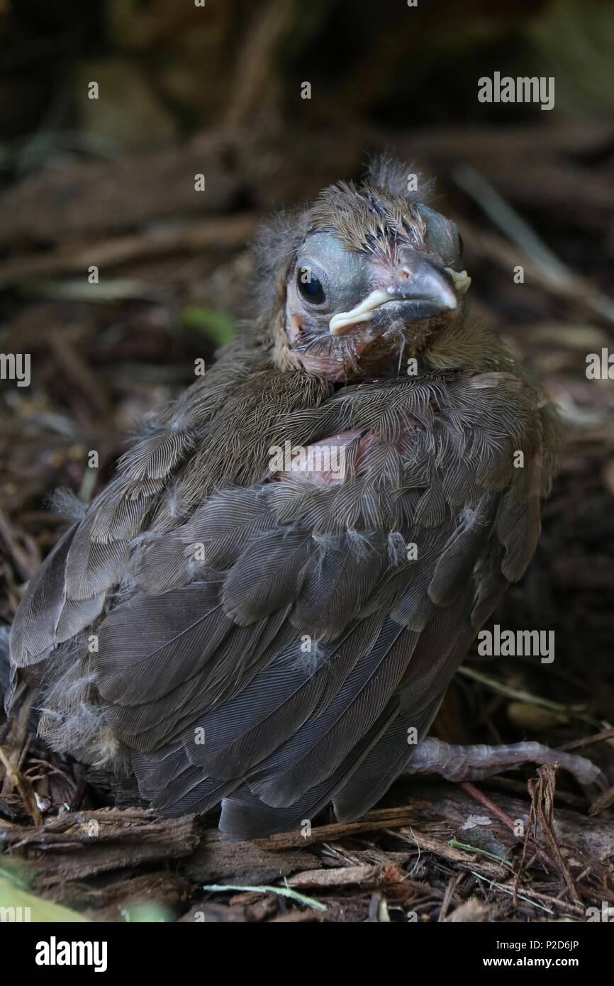 Closeup ritratto di un molto giovane cardinale imparare a volare Foto Stock