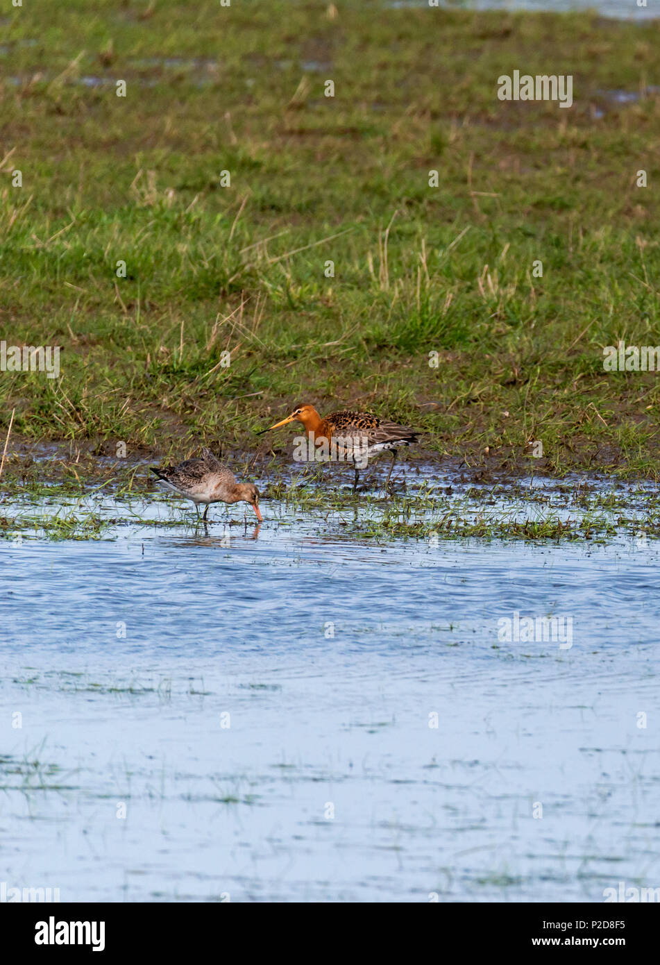 Nero-tailed godwit vicino Druridge Piscine, Northumberland, Inghilterra Foto Stock