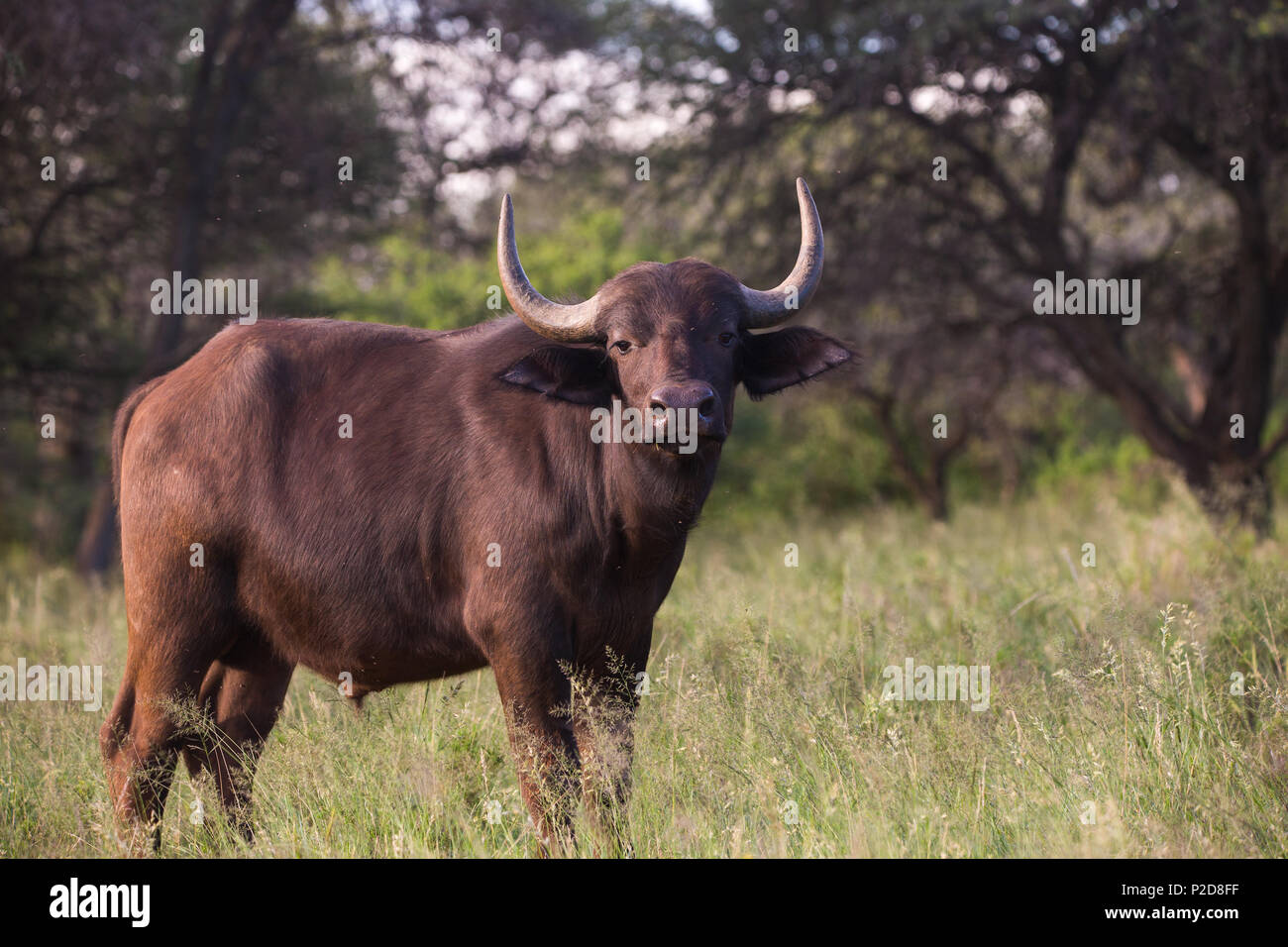 Il closeup di Cape Buffalo (Syncerus caffer caffer) entra in contatto visivo nella natura selvaggia del parco nazionale di Mokala, Capo Settentrionale, Sudafrica Foto Stock