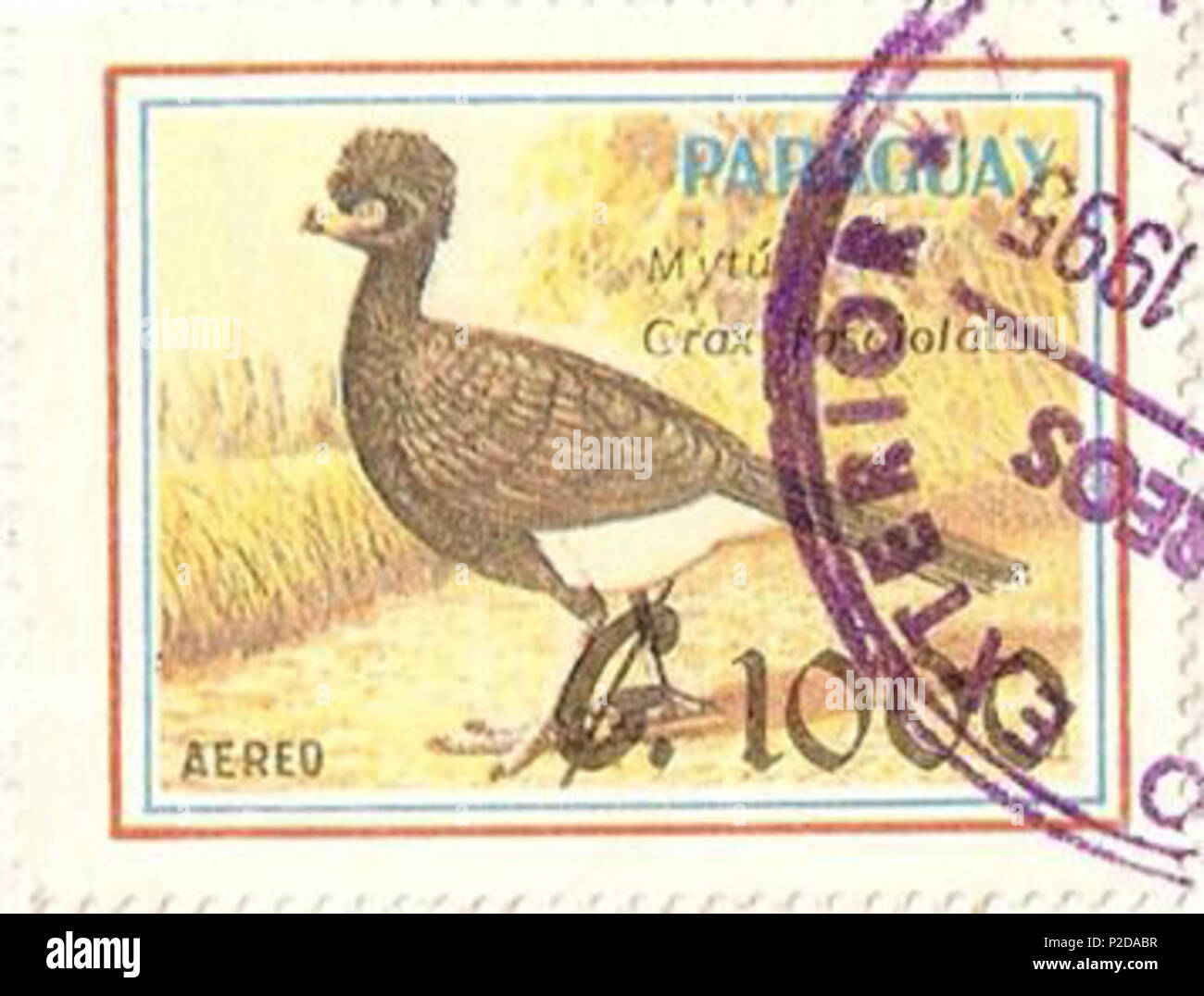. Inglese: Timbro del Paraguay, 1989. Crax fasciolata. Español: Muitu. Sello de Paraguay, 1989. 1989 (timbro); 2008-11-30 (data di caricamento). Post del Paraguay; scansionato e caricato da Penarc 14 Crax Foto Stock