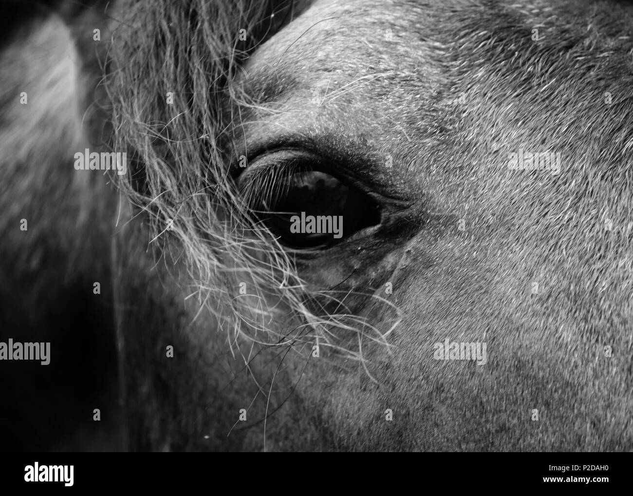 . Inglese: Dark Horse occhio . Il 4 agosto 2012. Jiri Hodan 15 Dark Horse eye Foto Stock