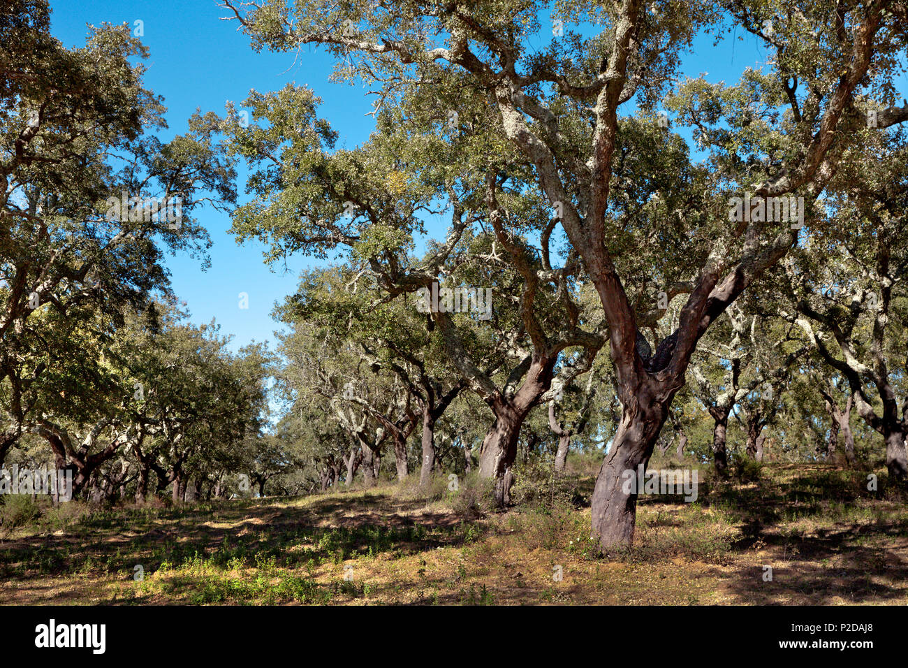 Le querce da sughero vicino a Evora, Alentejo, Portogallo Foto Stock