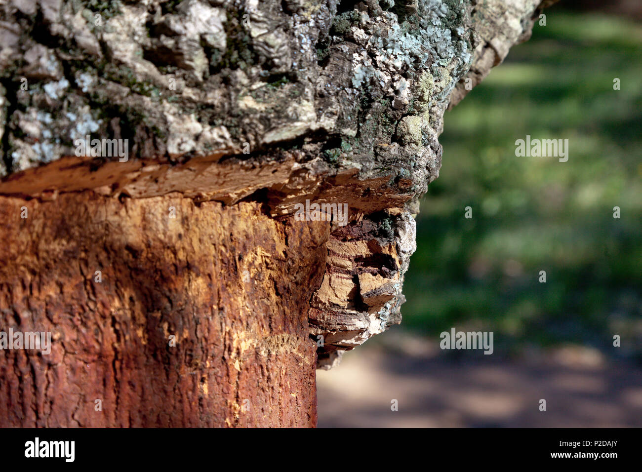 Dettaglio di querce da sughero, Alentejo, Portogallo Foto Stock