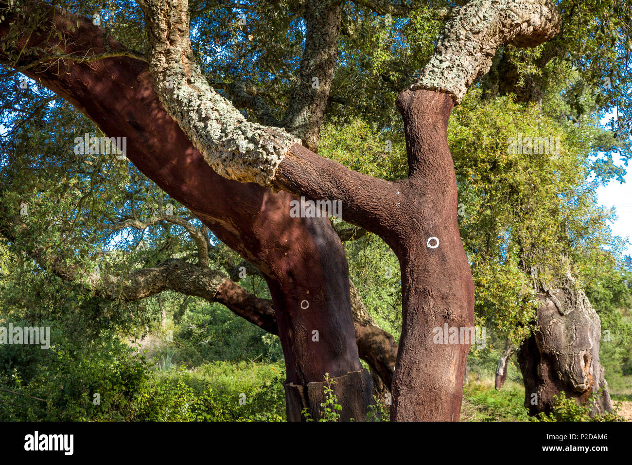 Dettaglio di querce da sughero, Alentejo, Portogallo Foto Stock