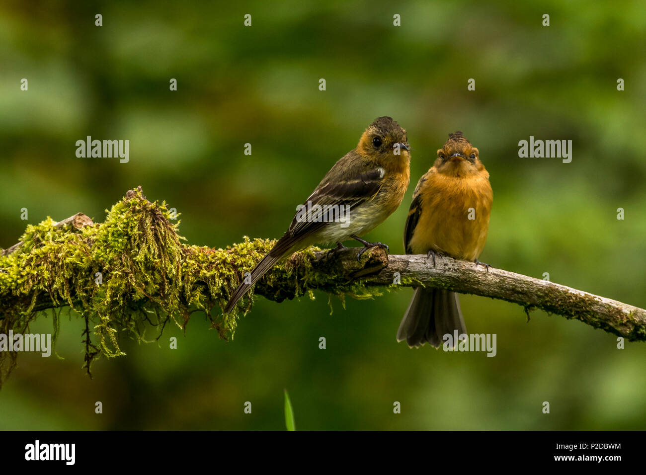 Flycatchers tufted bird watching in Panama Foto Stock