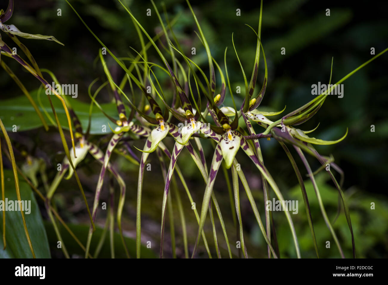 Brassia caudata (spider orchid) immagine presa in Altos del Maria, Panama Foto Stock