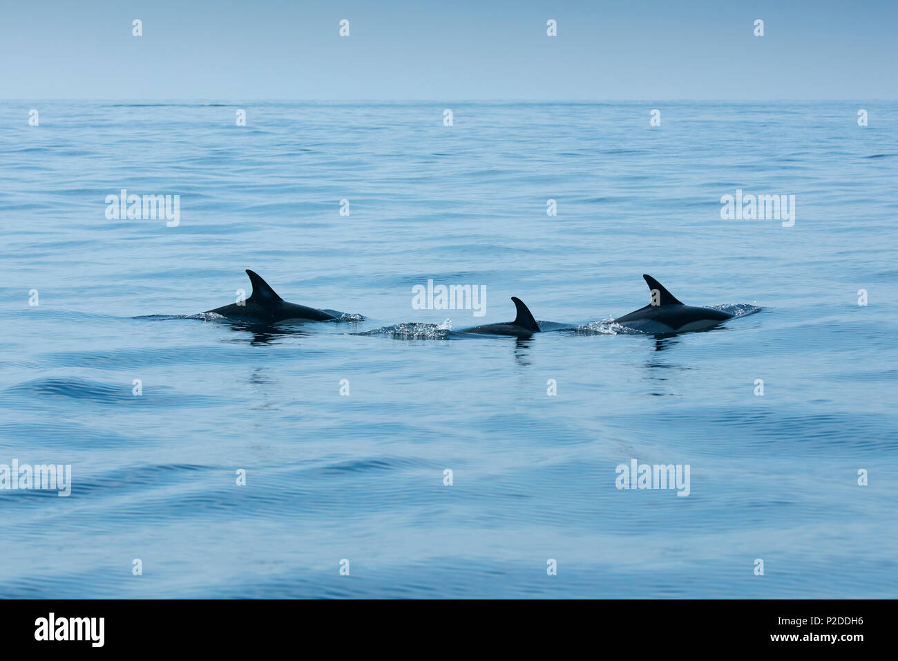 Scuola di delfini, Sagres Algarve Foto Stock