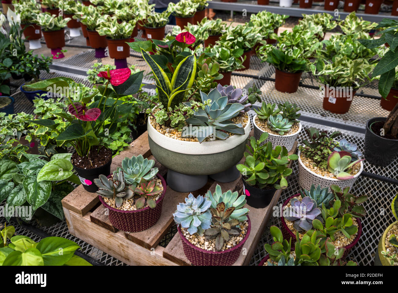 Succulenta raccolta di piante o piante succulente immagini naturali Foto Stock