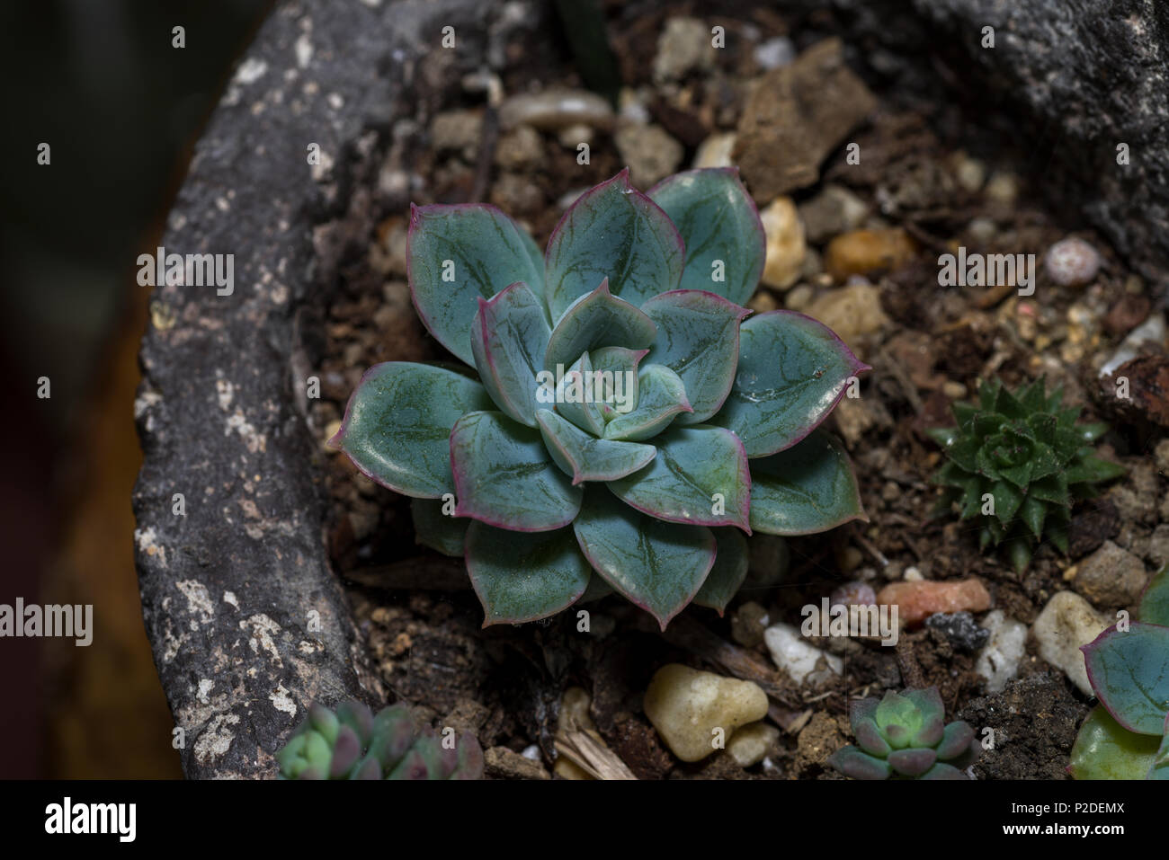 Le piante succulente o piante succulente immagini naturali Foto Stock