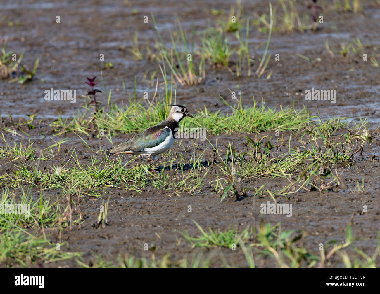 Pavoncella a Druridge Bay, Northumberland, Inghilterra Foto Stock