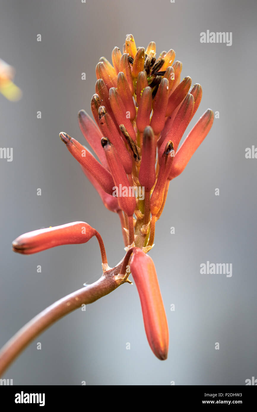 Una chiusura di un Aloe Vera pianta che mostra un open racemo Foto Stock