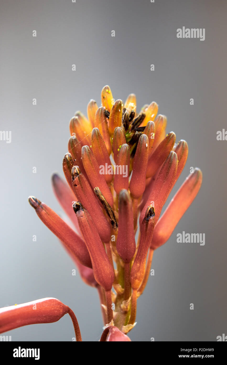 Una chiusura di un Aloe Vera pianta che mostra un open racemo Foto Stock