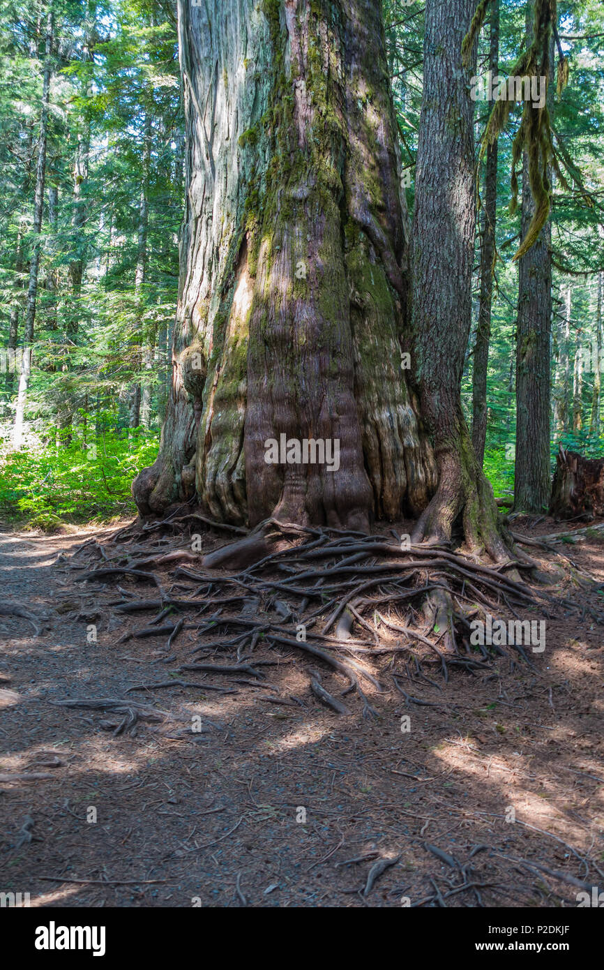 Una vista di una spessa tronco di albero e radici intrecciate nel nord-ovest del Pacifico. Foto Stock