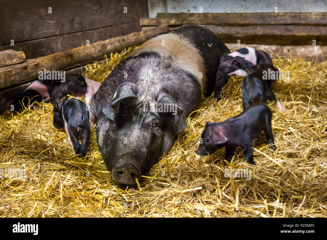 Storico di razza di maiale, Angeln a doppio spiovente, Ekenis, Schlei Fjord, costa baltica, Schleswig-Holstein, Germania Foto Stock