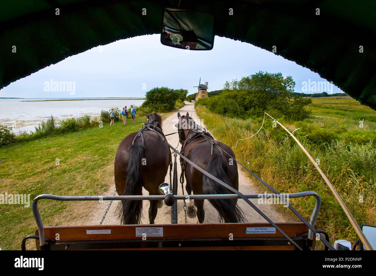 Carrozza a cavallo corsa attraverso il Geltinger Birk, costa baltica, Schleswig-Holstein, Germania Foto Stock