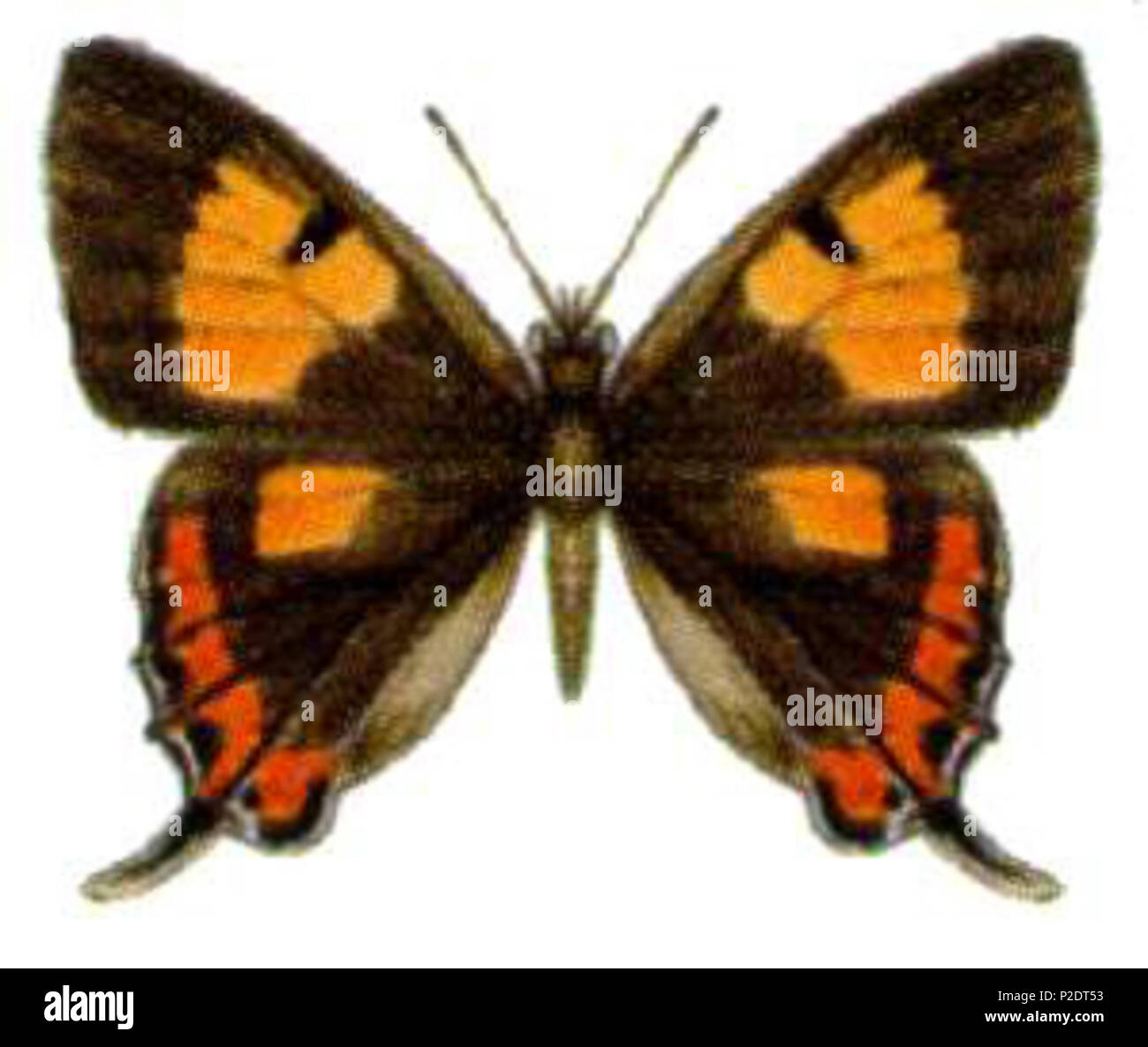 43 Pseudalmenus chlorinda (ento-csiro-au) Foto Stock