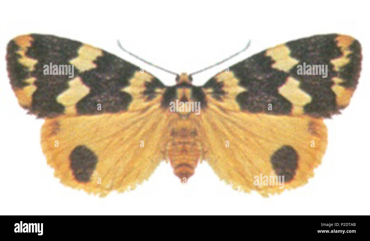 62 Termessa shepherdi (ento-csiro-au) Foto Stock