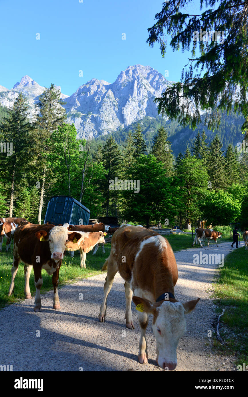 Vacche nella valle Klausbach nel parco nazionale, Ramsau, Berchtesgaden, Alta Baviera, Baviera, Germania Foto Stock