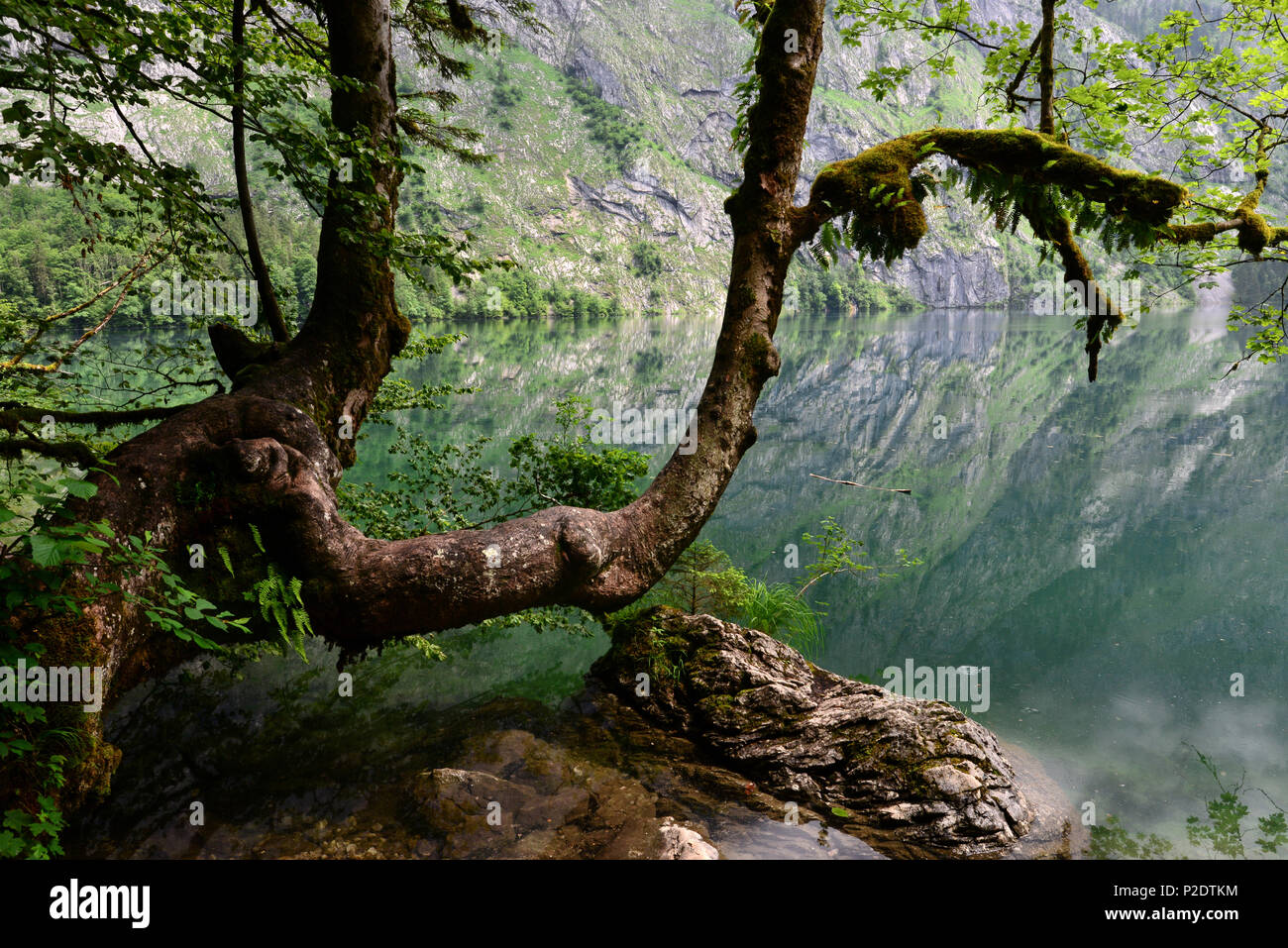 - Lago Obersee a Koenigssee, Berchtesgaden, Alta Baviera, Baviera, Germania Foto Stock