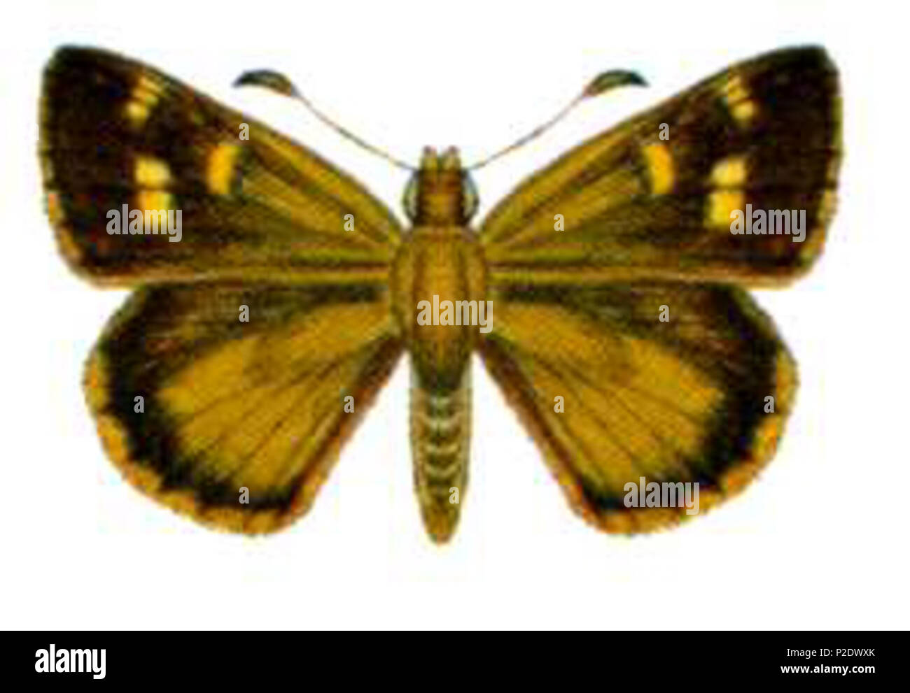 . Anisynta sphenosema Phylum ARTHROPODA Classe esapodo ordine Lepidoptera famiglia Hesperiidae . prima del 11 novembre, 2004. 4 sconosciuto Anisynta sphenosema (ento-csiro-au) Foto Stock