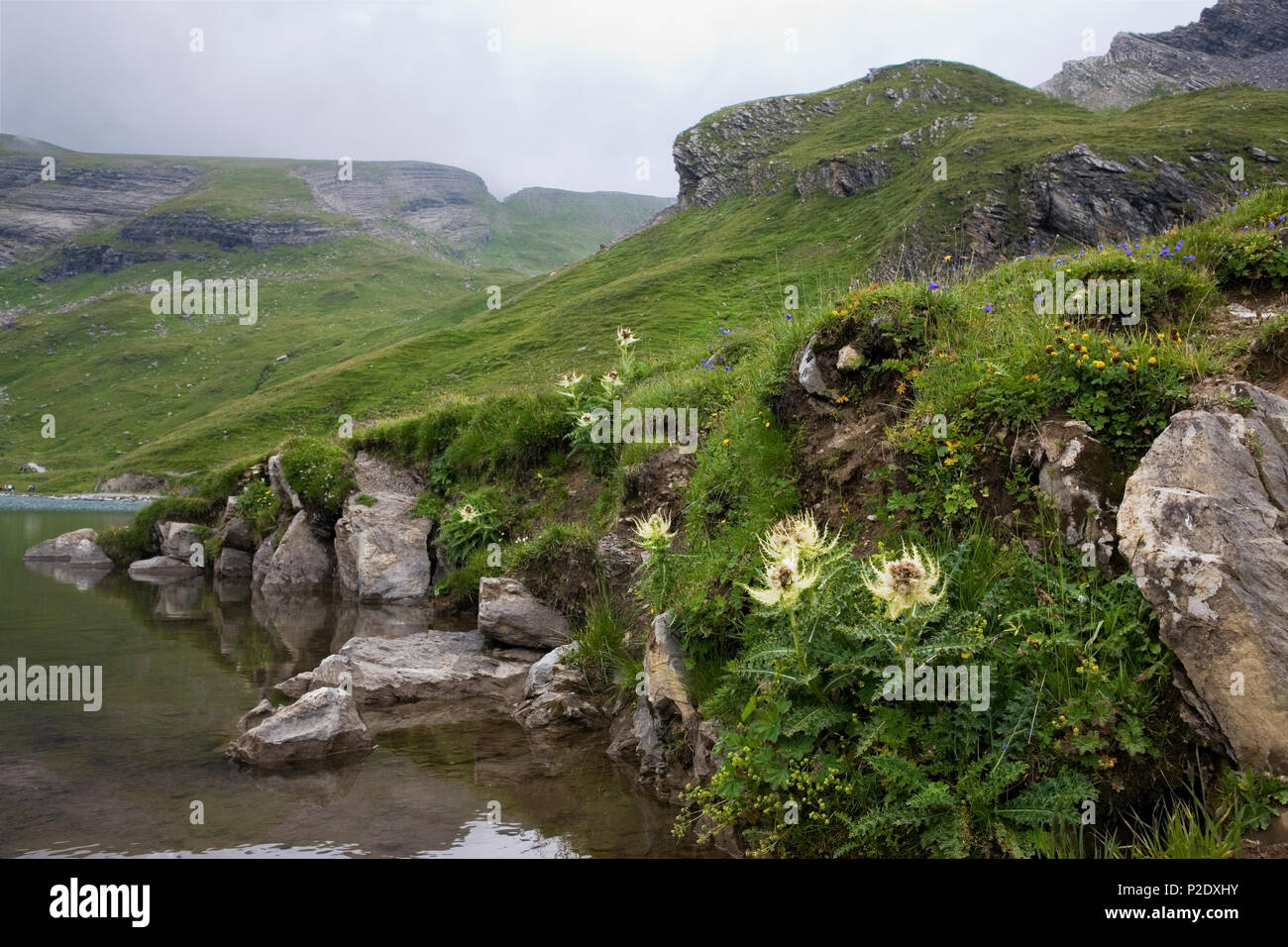 Lungo la riva del Bachsee: cardo spinoso (Cirsium spinosissimum) e altri fiori selvatici: Oberland Bernese, Svizzera Foto Stock