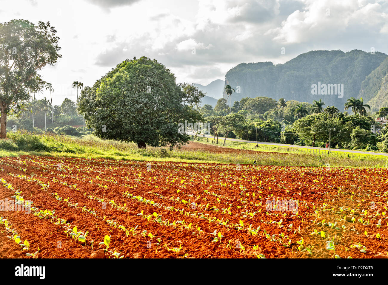 La piantagione di tabacco con piccole piante e Vinales Valley in background, provincia Pinar Del Rio, Cuba Foto Stock