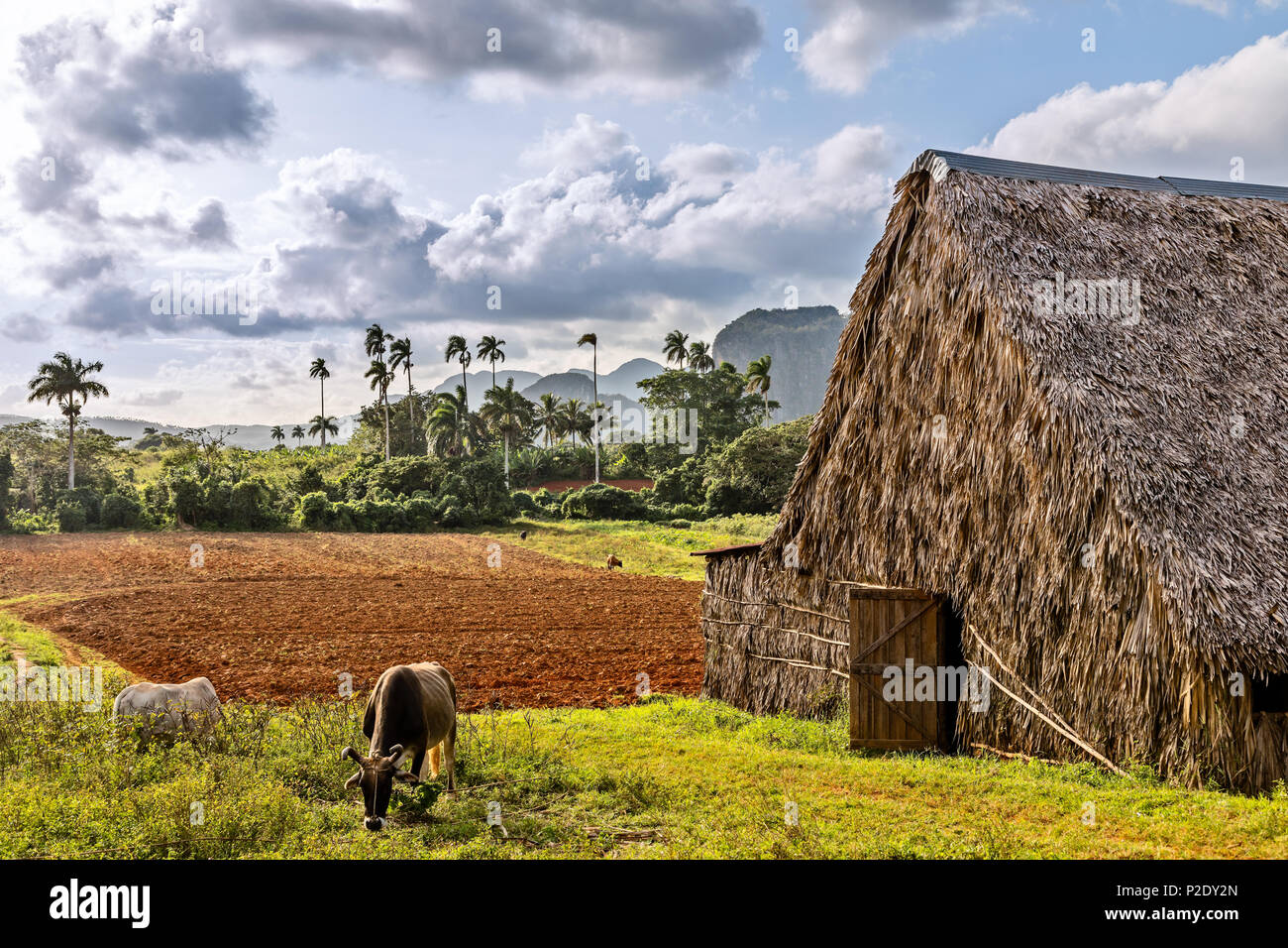 La piantagione di tabacco con capanna e le vacche e le palme in background, Vinales Valley, Pinar Del Rio, Cuba Foto Stock