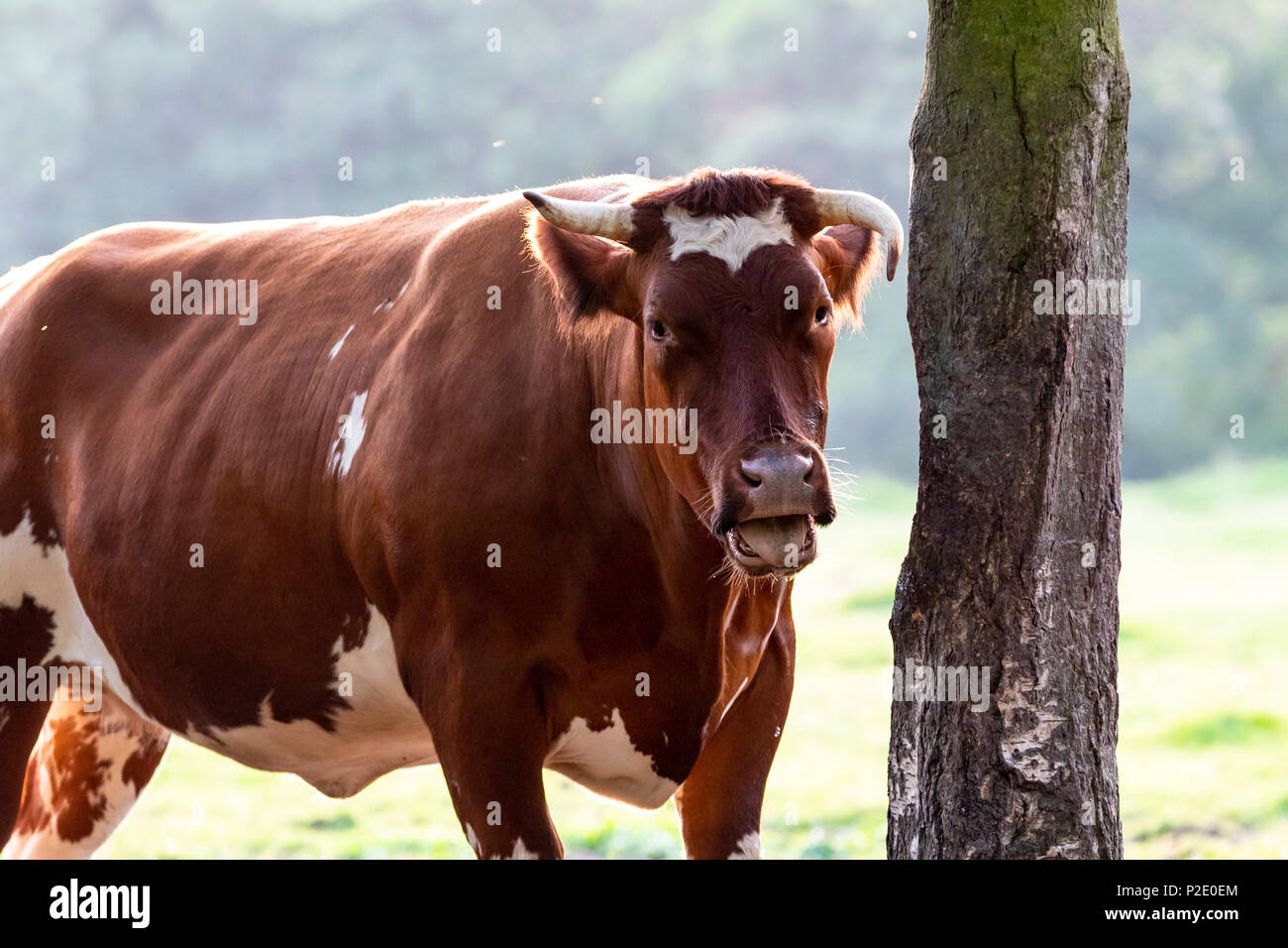 Blu belga bestiame bull Foto Stock
