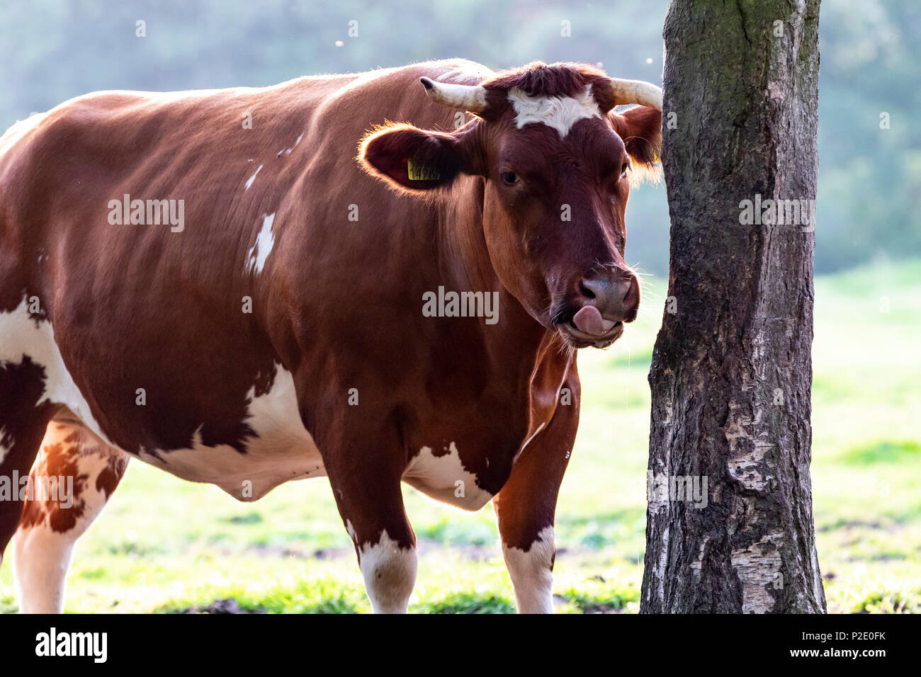 Blu belga bestiame bull Foto Stock