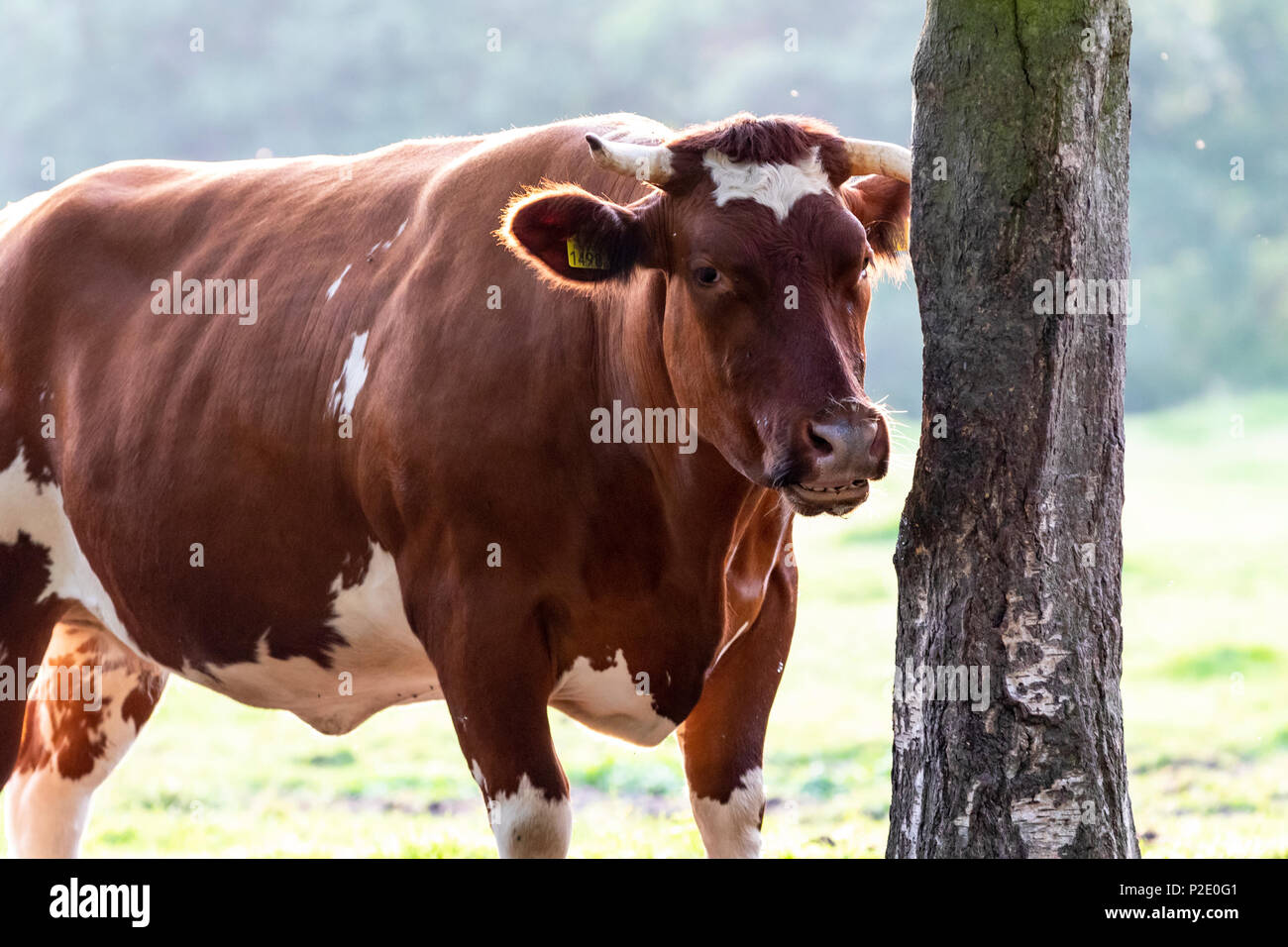 Blu belga bestiame bull Foto Stock
