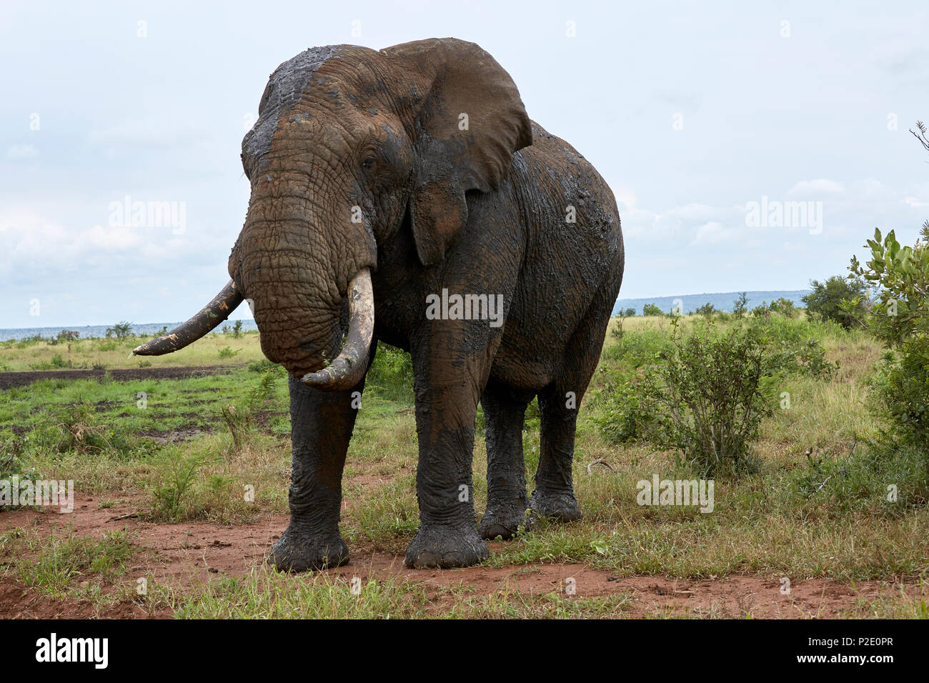 Elefante africano nel Parco Nazionale Kruger Sud Africa Foto Stock