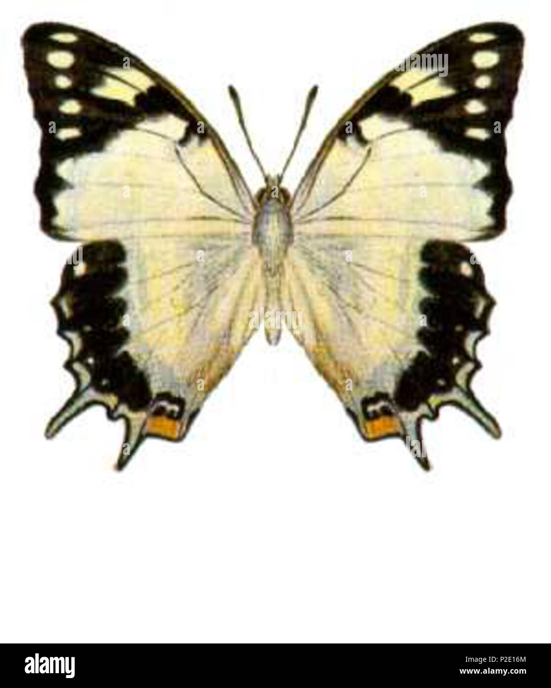 42 Polyura sempronius (ento-csiro-au) Foto Stock