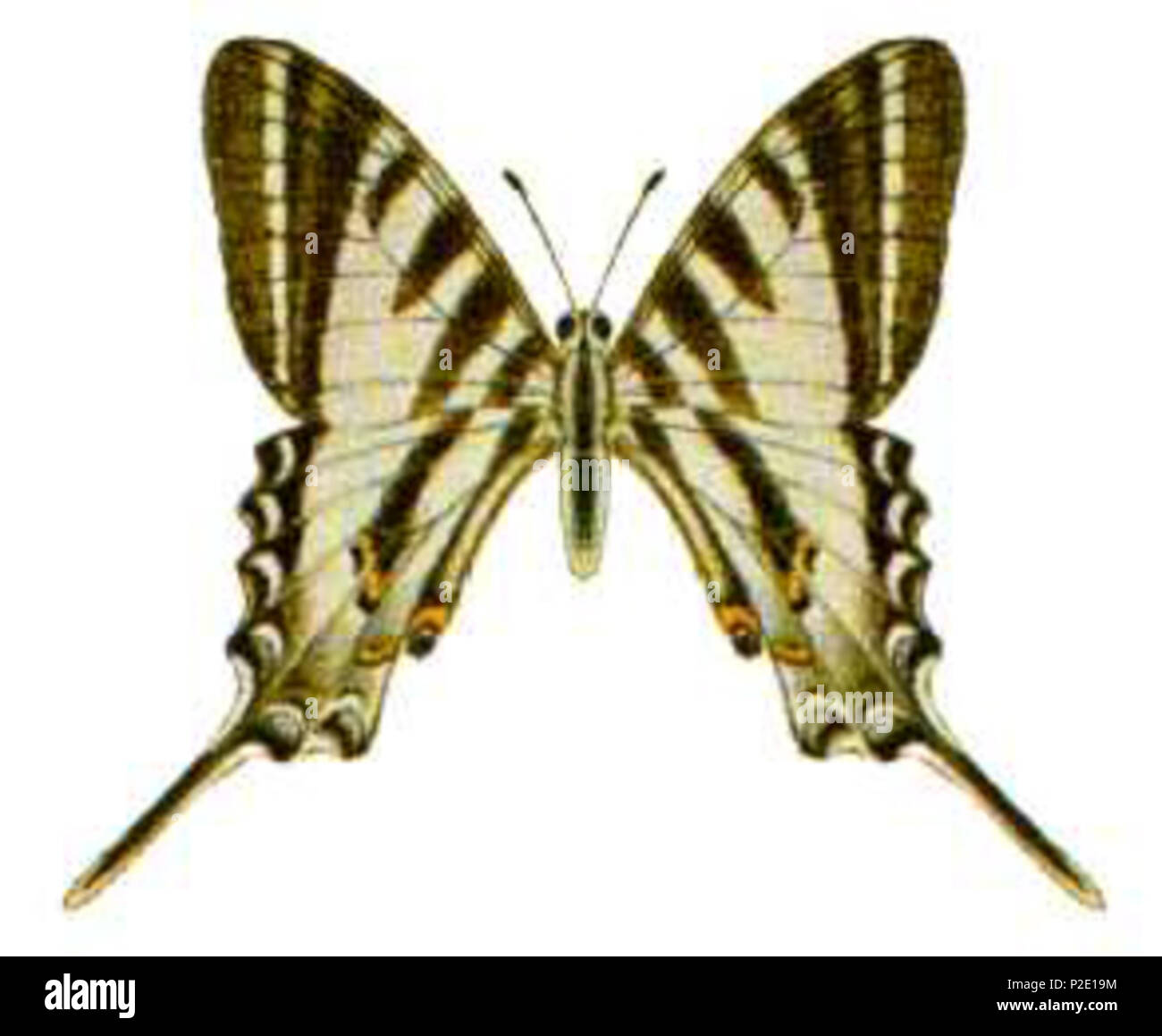 . Inglese: Quattro-sbarrate Swordtail (Protographium leosthenes) . Questo file è privo di informazioni sull'autore. 43 Protographium leosthenes (ento-csiro-au) Foto Stock