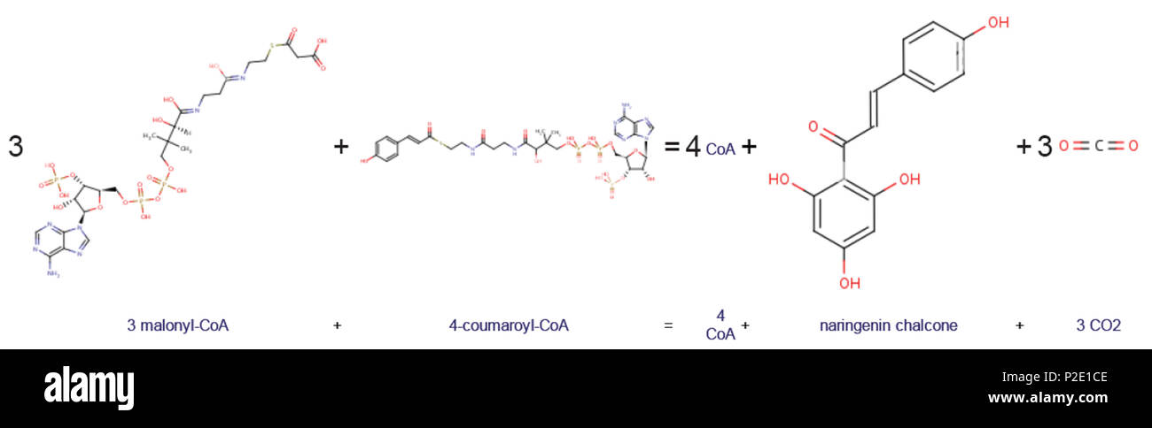 44 stechiometria di reazione, la calcone sintasi Foto Stock