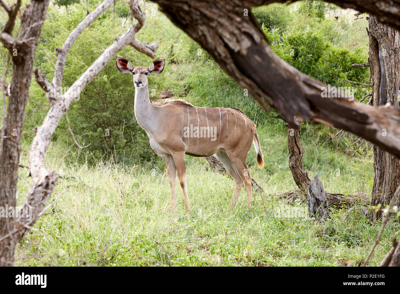 Kudu in Kruger National Game Reserve, Sud Africa Foto Stock