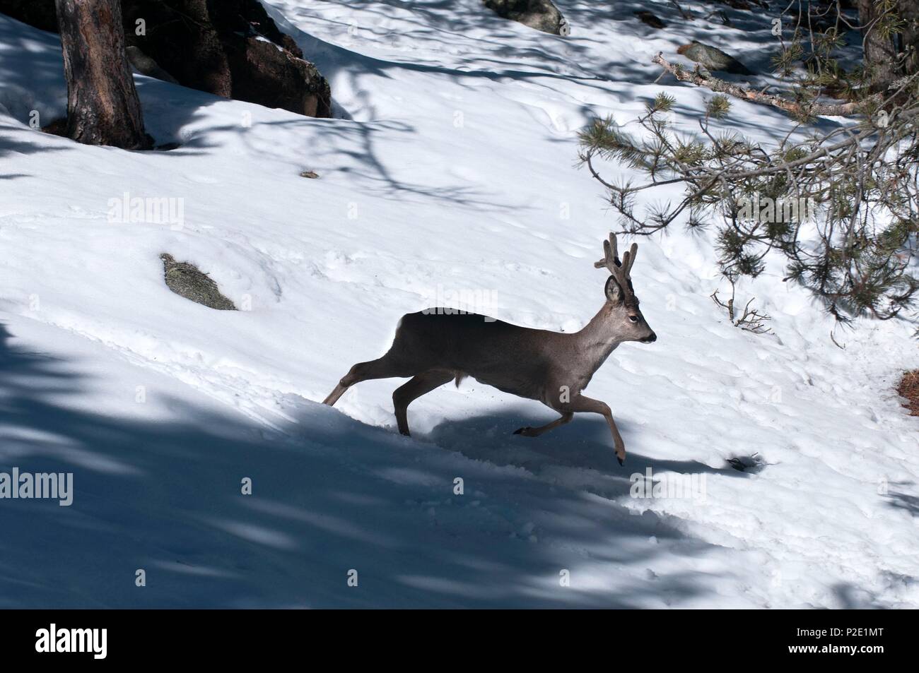 Francia, capriolo in esecuzione nella neve (Capreolus capreolus) Foto Stock