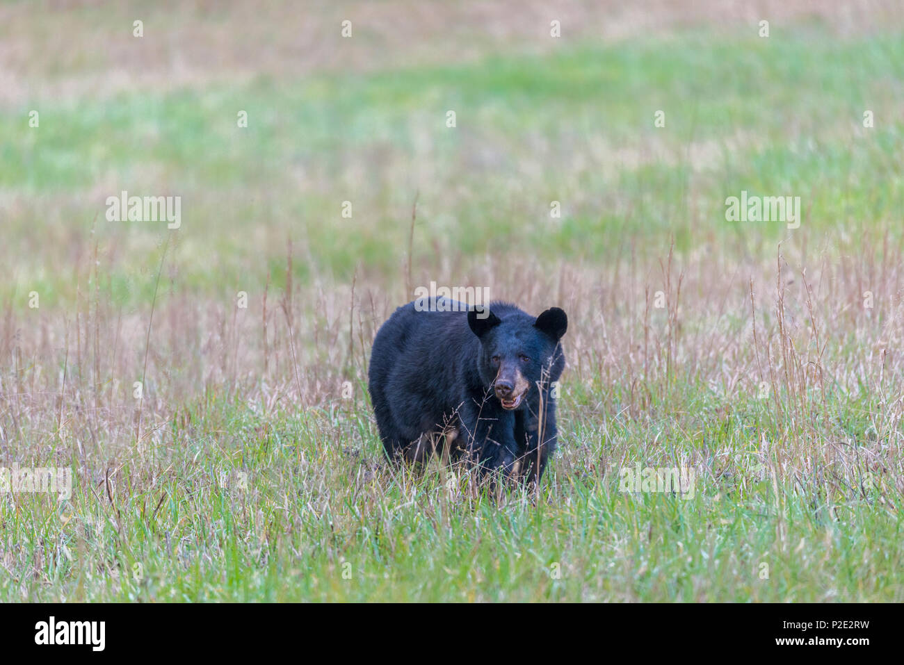 Un North American Black Bear in piedi in un campo nelle Smoky Mountains con copia spazio. Egli è rivolto verso la telecamera. Foto Stock