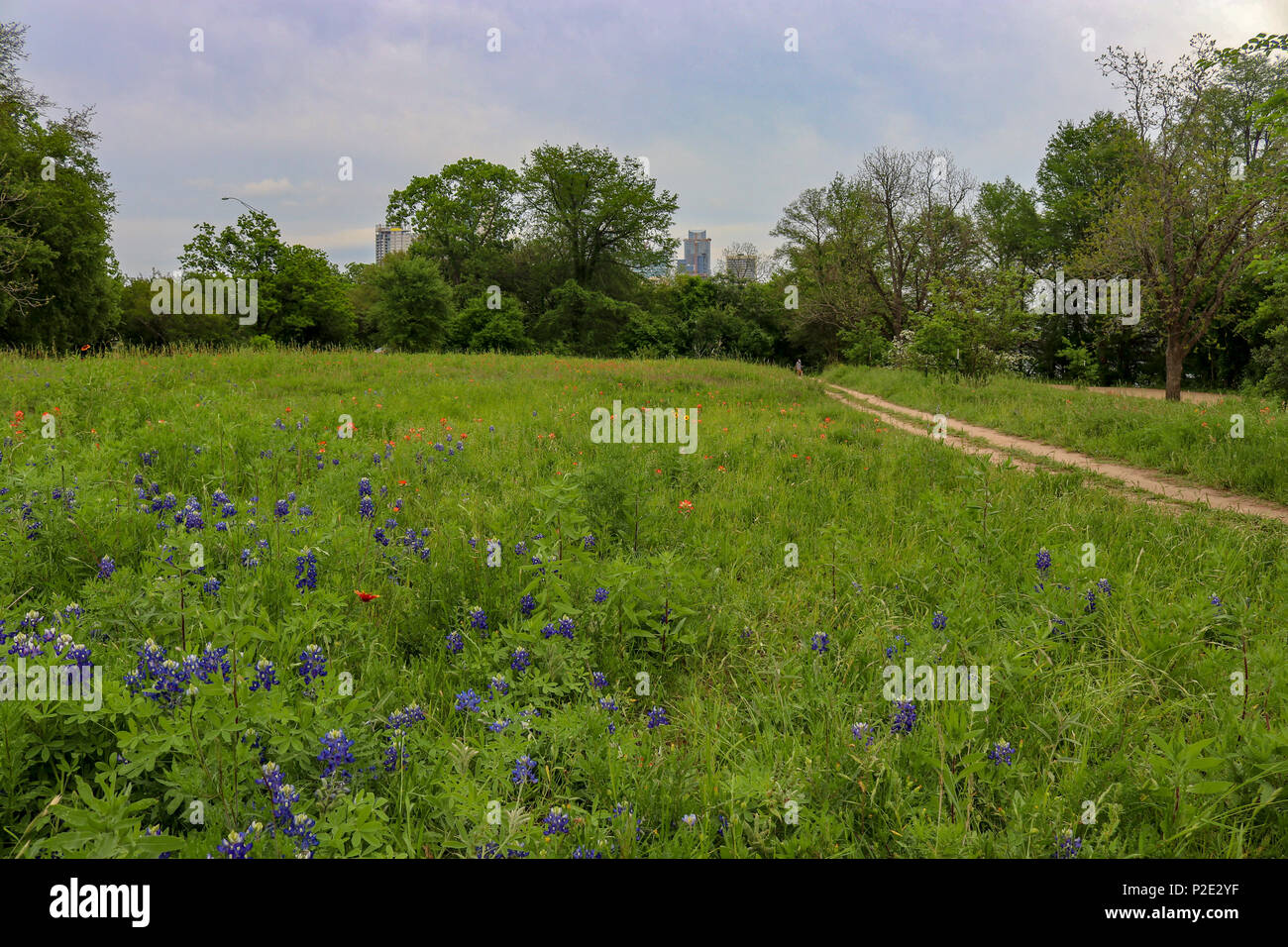 Un campo di bluebonnets in fiore a Lago Lady Bird Park con Austin TX skyline della città sullo sfondo la strada sporca, il percorso conduce alla città Foto Stock