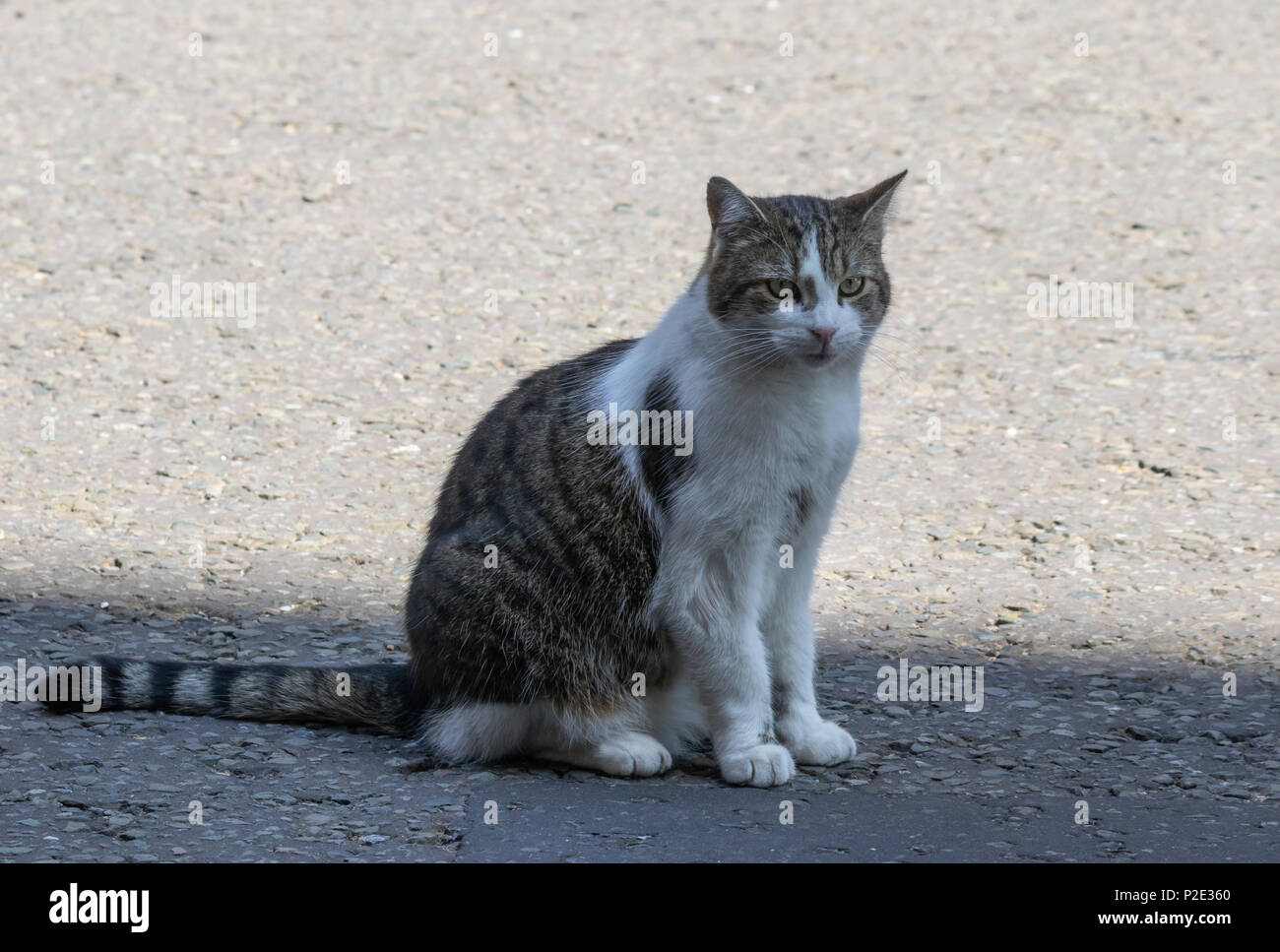 Larry il gatto - (felis catus) è il primo ministro del Regno Unito's Cat (12  anni) nella foto al di fuori del numero 10 di Downing Street Foto stock -  Alamy