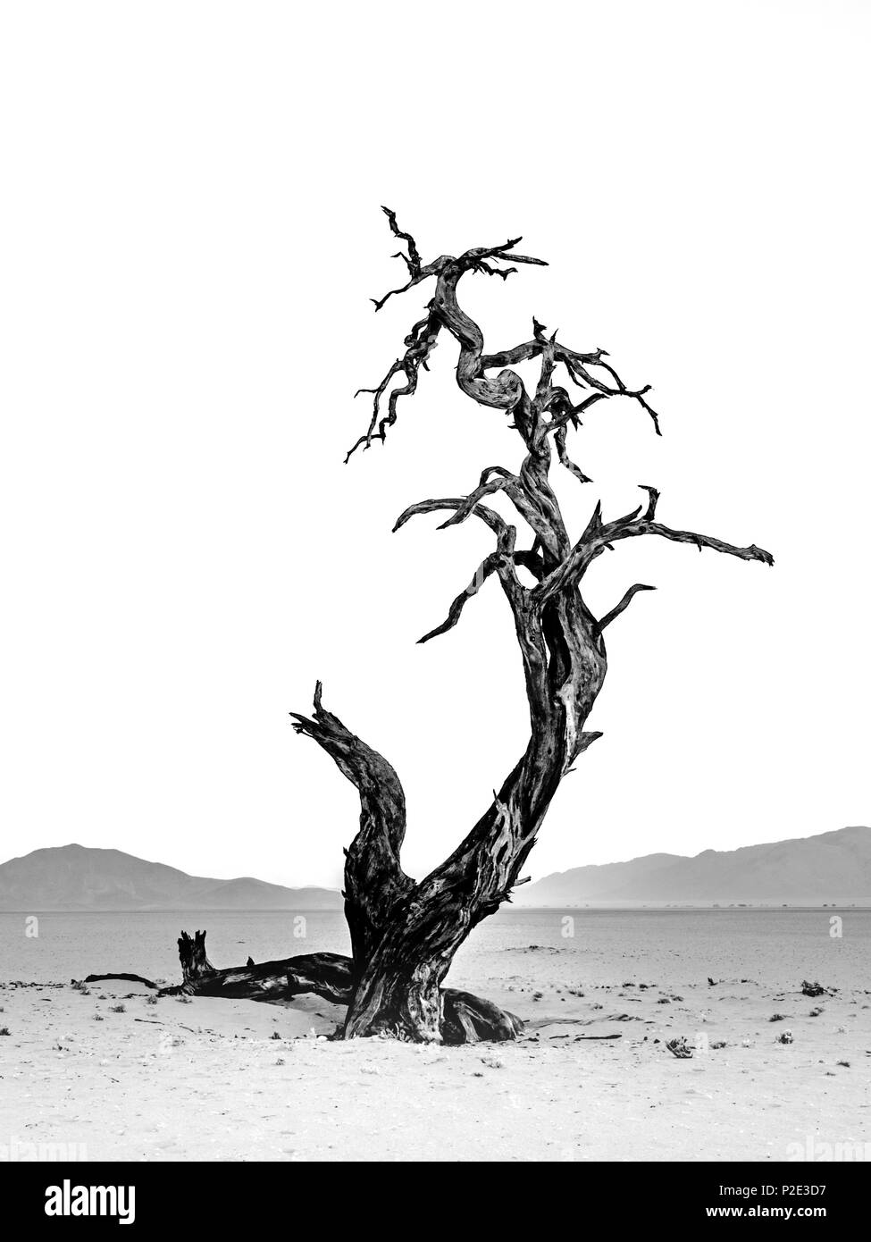 Lone Tree raggiungendo nel cielo della Namibia Foto Stock
