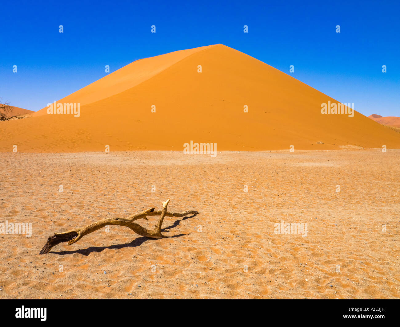 Big Daddy Dune con ramo morto in primo piano Foto Stock