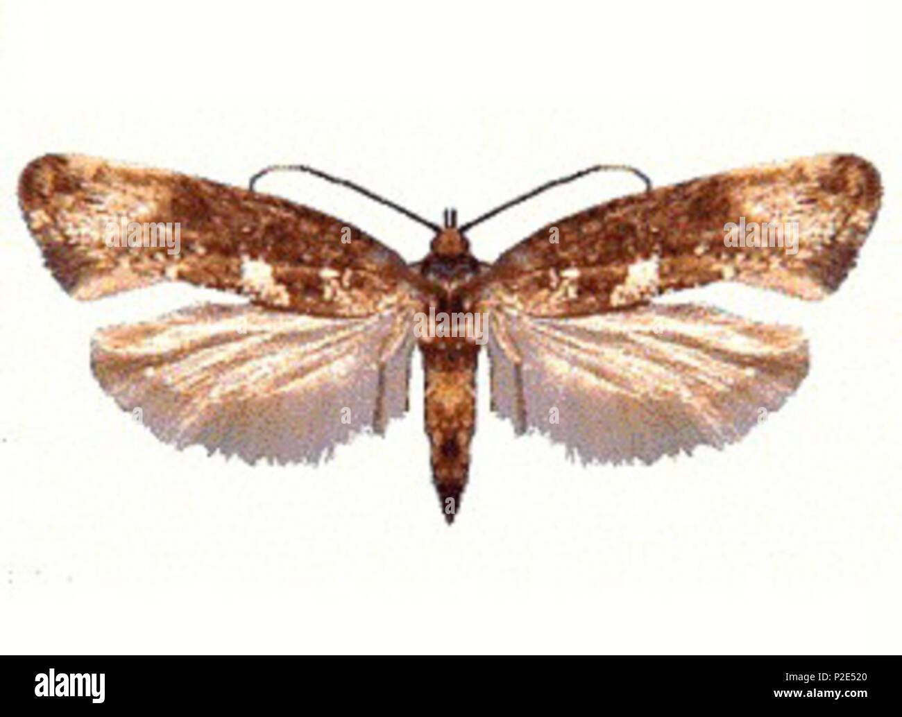 . Acrolepiopsis assectella Deutsch: Lauchmotte inglese: il porro moth Magyar: Hagymamoly . 2 ottobre 2007 (secondo i dati EXIF). sconosciuto, CSIRO 3 Acrolepiopsis assectella (ento-csiro-au) Foto Stock