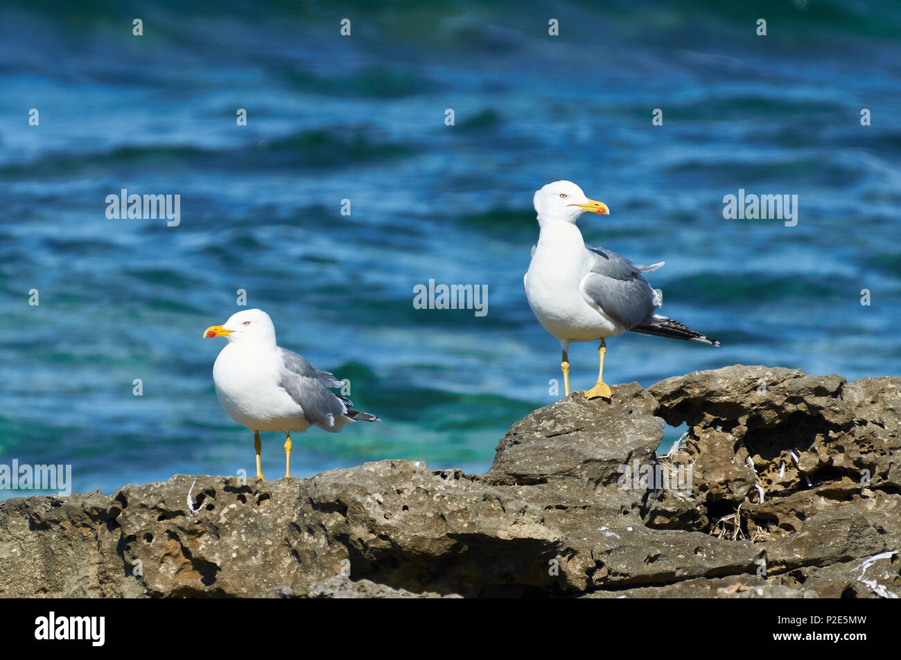 Due gabbiani a zampe gialle (Larus michahellis) che riposano in rocce di mare (Parco Naturale di Ses Salines, Formentera, Isole Baleari, Mar Mediterraneo, Spagna) Foto Stock