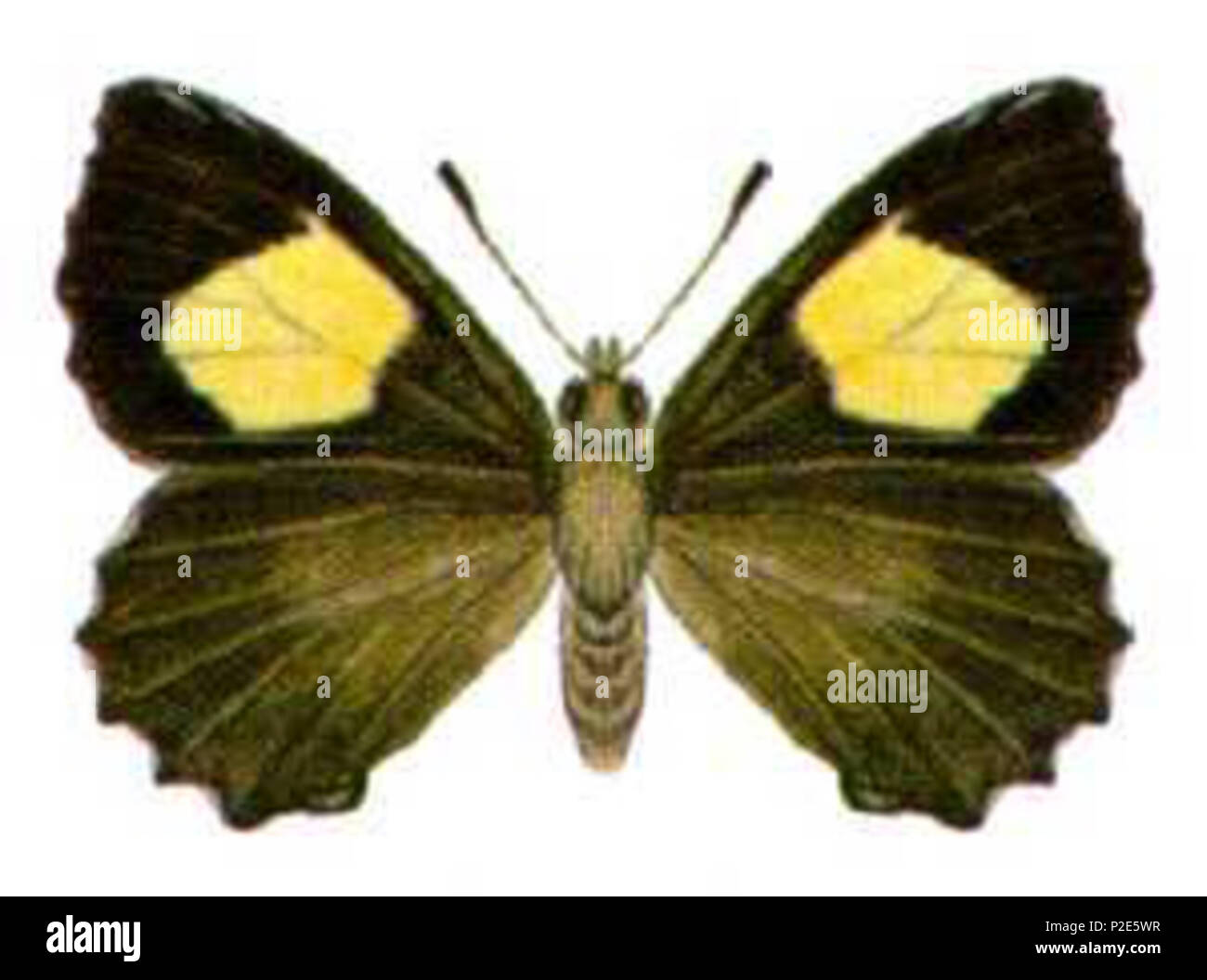 38 Ogyris abrota (ento-csiro-au) Foto Stock