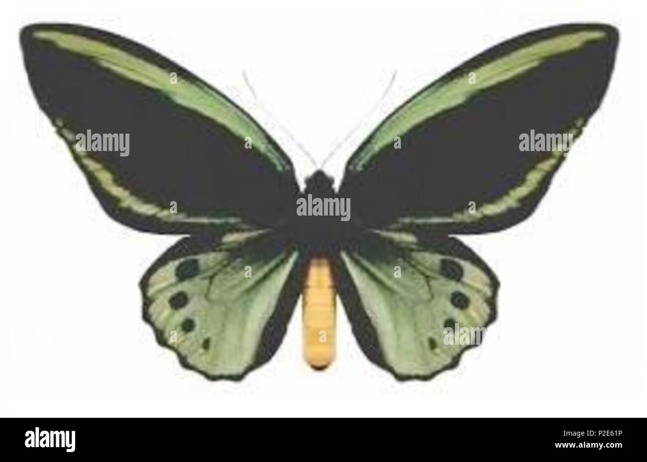 . Identificare le caratteristiche delle Farfalle Australiano ala specie pattern . Il 27 dicembre 2008. coautore del dipartimento dell'Agricoltura, della pesca e della silvicoltura (AFFA) 38 Ornithoptera priamus macalpinei Foto Stock