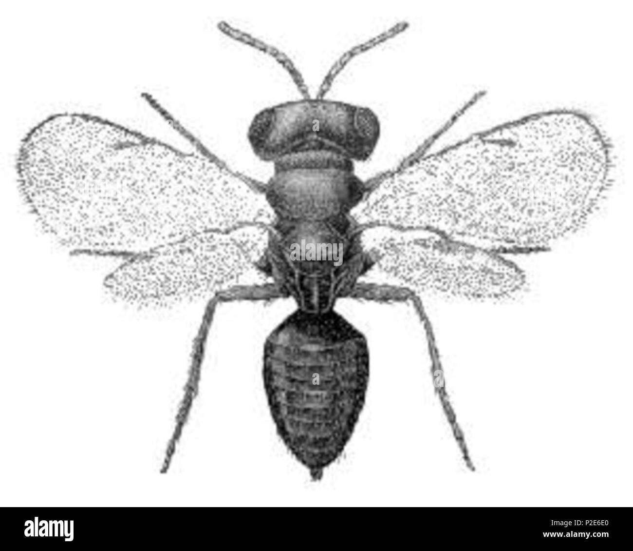 44 Pteromalus puparum Foto Stock